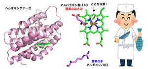 本研究室で開発されたイオン液体（上図、下層）は、水溶液（上層）から銅イオンを99.8%の高率で抽出することができる。